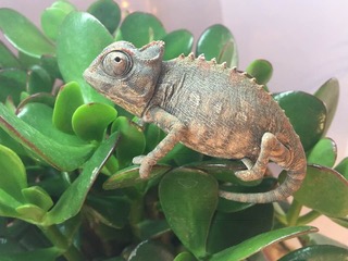 ピエール・モリニエ　Le Chaman et ses Creatures Noir comme le souvenir (1995) - IMDb